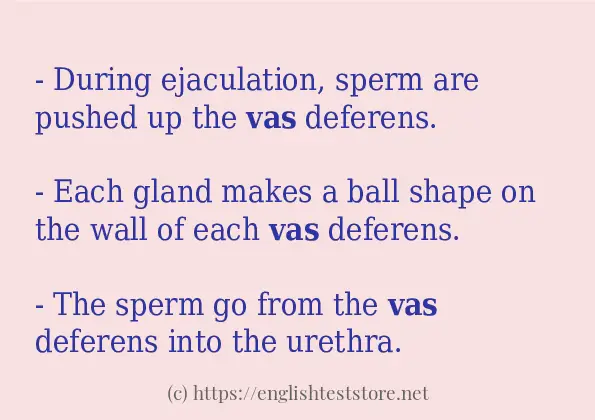 vas - some sentence examples