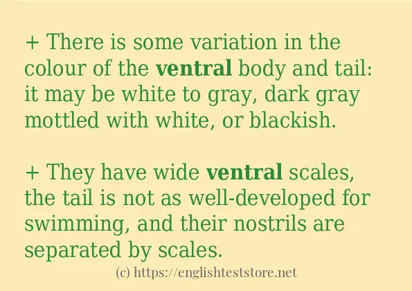 ventral - example sentences