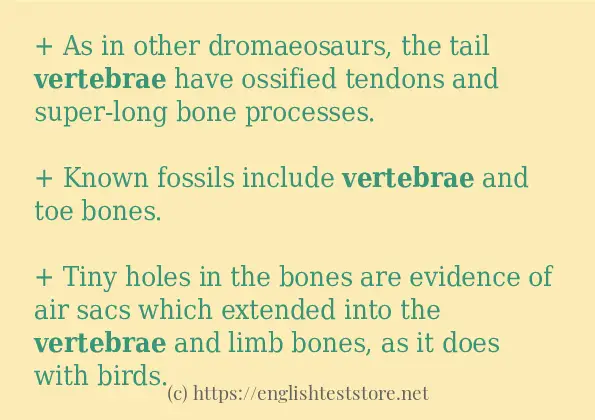 vertebrae how to use? vertebrae how to use?