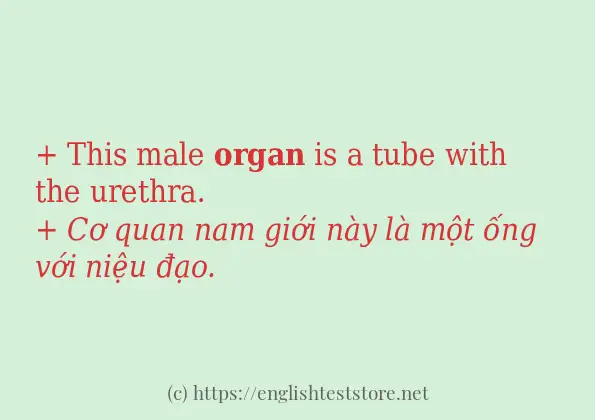 Các câu ví dụ và cách dùng từ organ