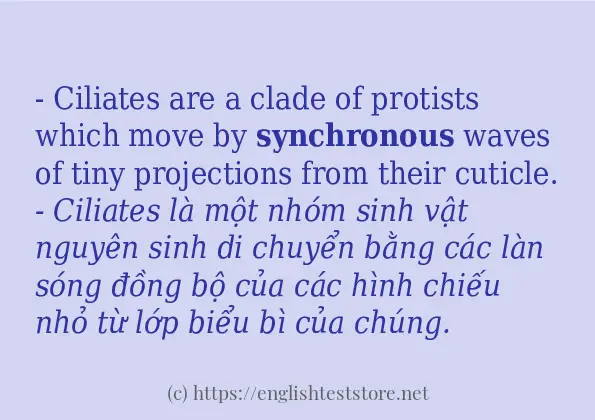 Các câu ví dụ và cách sử dụng từ synchronous