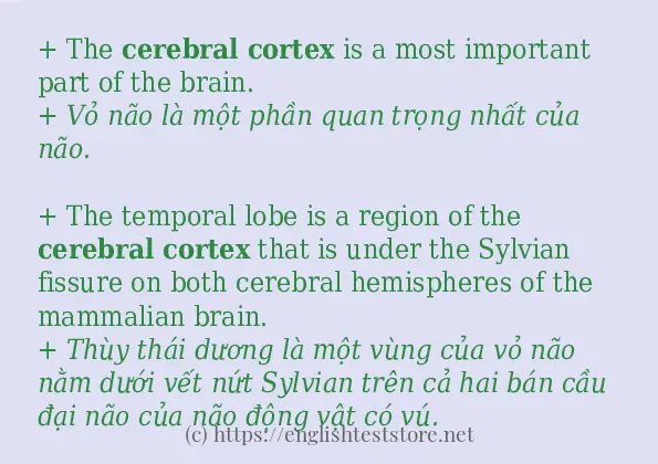 cerebral cortex có bao nhiêu cách sử dụng?