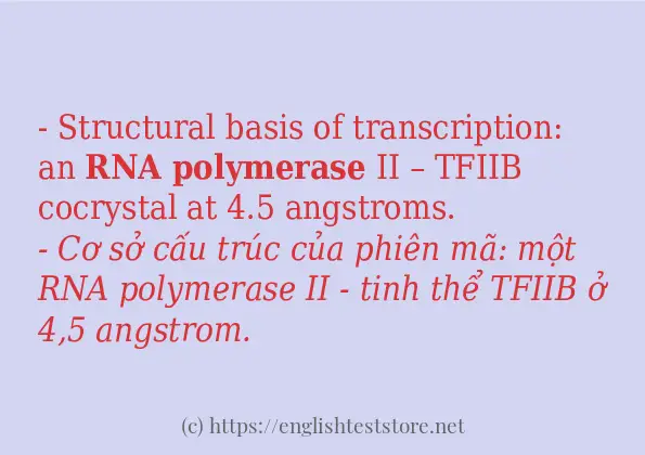 rna polymerase sử dụng thực tế trong câu