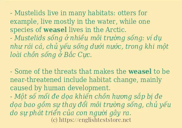 weasel cách sử dụng trong câu và ví dụ